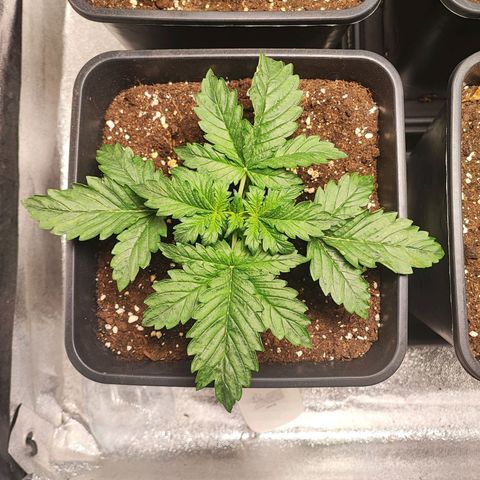 Purplematic CBD #3 growlog timeline photo
