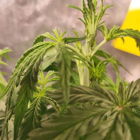 Mimosa x Orange Punch #3 growlog photo: Primi prefiori