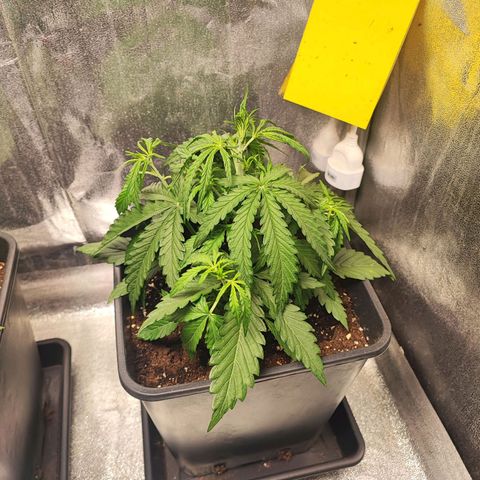 Mimosa x Orange Punch #3 growlog photo: Primi prefiori