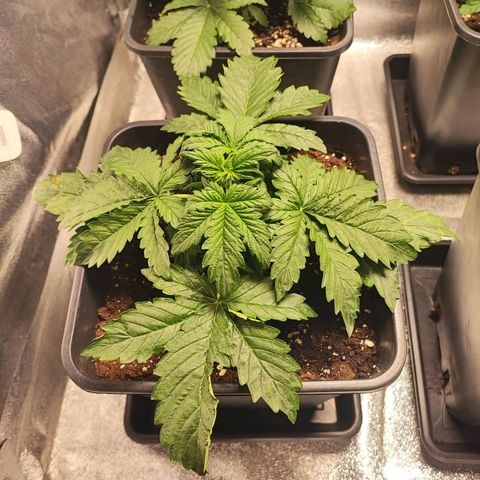 Purplematic CBD #3 growlog timeline photo