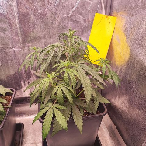 Mimosa x Orange Punch #3 growlog timeline photo