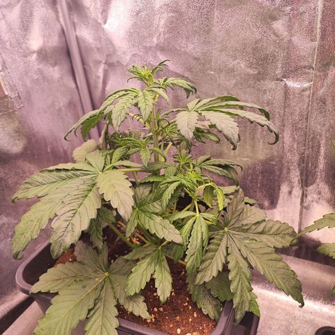 Purplematic CBD #3 growlog timeline photo