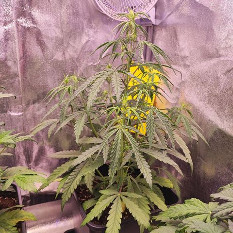Mimosa x Orange Punch #3 growlog timeline photo