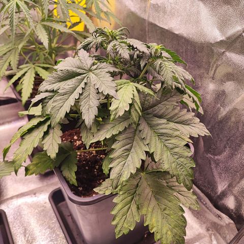 Purplematic CBD #3 growlog timeline photo