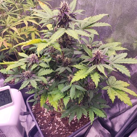 Purplematic CBD #3 growlog timeline photo