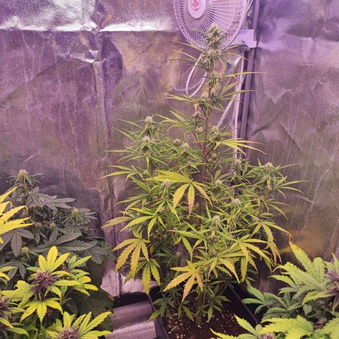 Mimosa x Orange Punch #3 growlog timeline photo