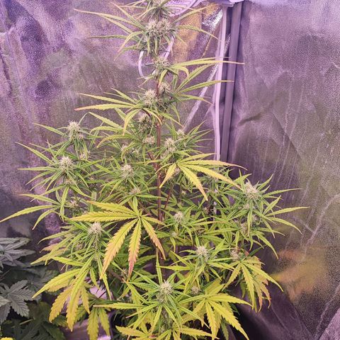 Mimosa x Orange Punch #3 growlog timeline photo