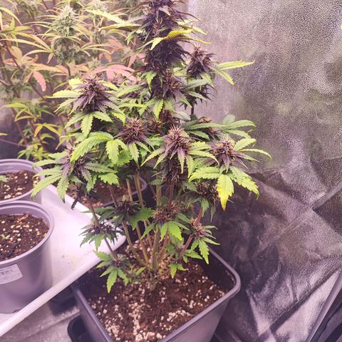 Purplematic CBD #3 growlog timeline photo