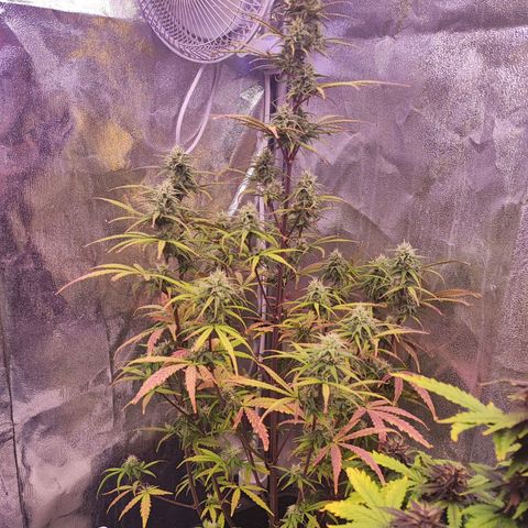 Mimosa x Orange Punch #3 growlog timeline photo