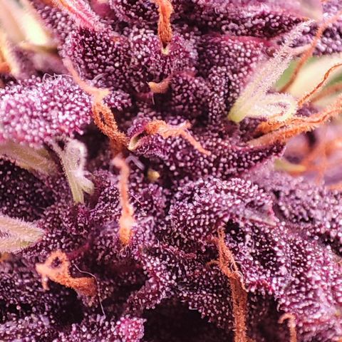 Purplematic CBD #3 growlog timeline photo