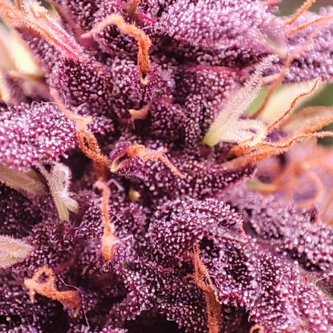 Purplematic CBD #3 growlog timeline photo