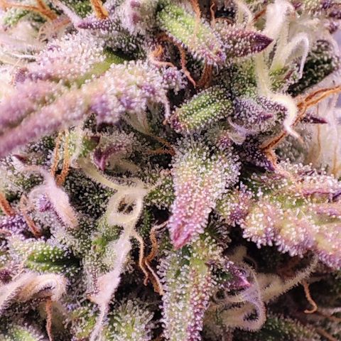 Mimosa x Orange Punch #3 growlog timeline photo