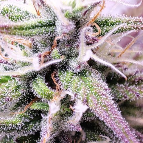 Mimosa x Orange Punch #3 growlog timeline photo