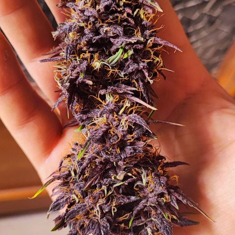 Purplematic CBD #3 growlog timeline photo