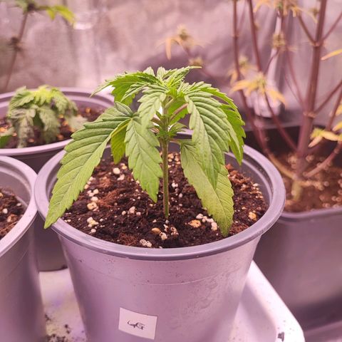 Gorilla Girl #1 growlog timeline photo