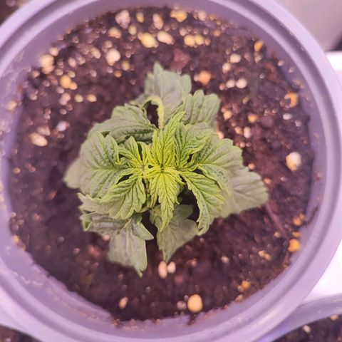 Dos Si Dos 33 #2 growlog timeline photo