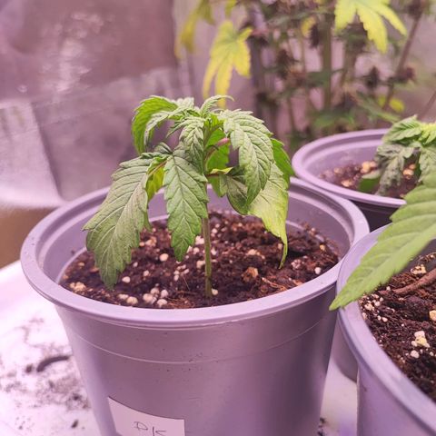 Sensi Purple Kush #1 growlog timeline photo