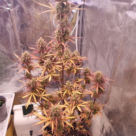 Mimosa x Orange Punch #3 growlog timeline photo