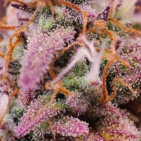 Mimosa x Orange Punch #3 growlog timeline photo