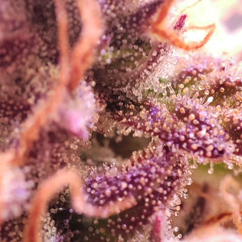 Mimosa x Orange Punch #3 growlog timeline photo