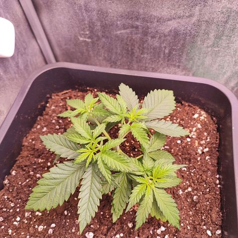 Sensi Purple Kush #1 growlog timeline photo
