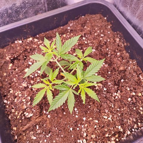 Gorilla Girl #1 growlog timeline photo