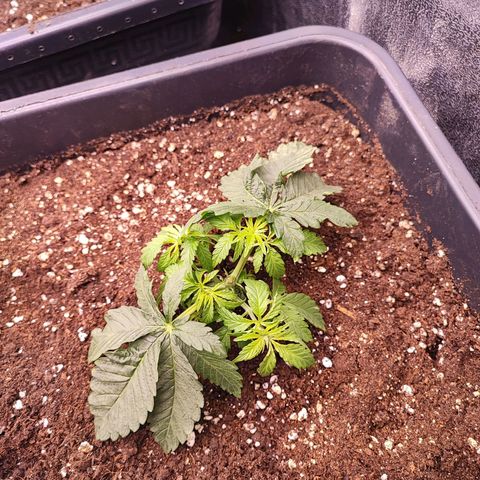 Dos Si Dos 33 #2 growlog timeline photo