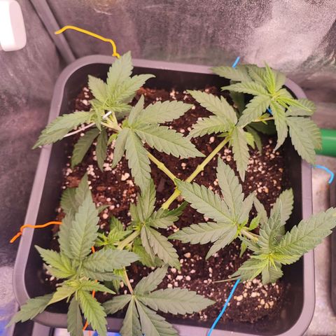 Sensi Purple Kush #1 growlog timeline photo