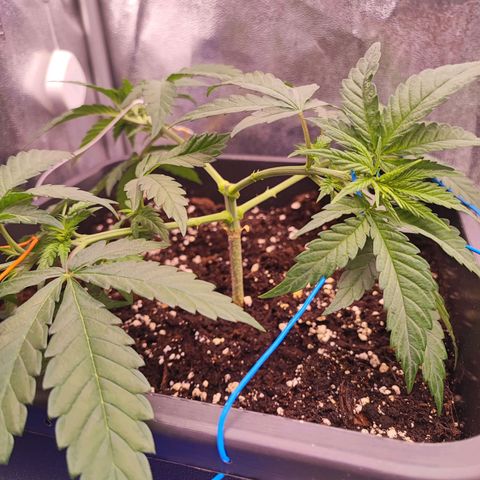 Sensi Purple Kush #1 growlog timeline photo