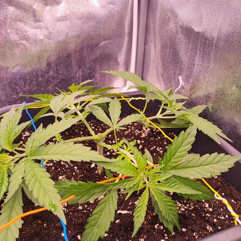 Gorilla Girl #1 growlog timeline photo