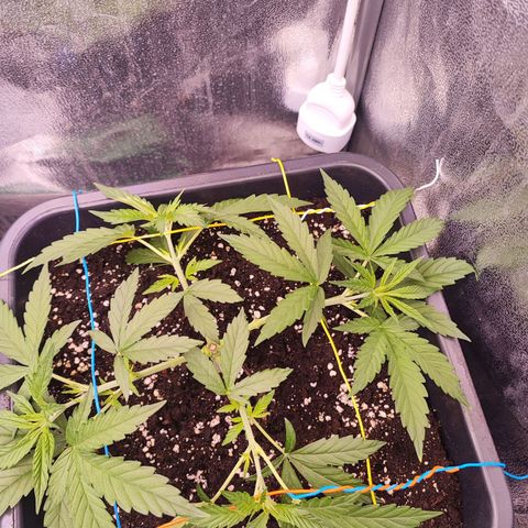 Gorilla Girl #1 growlog timeline photo