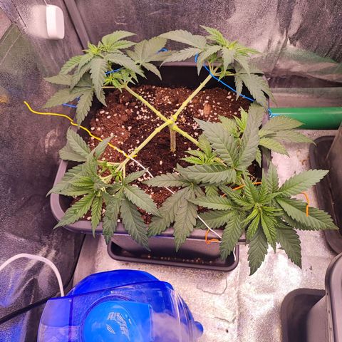 Sensi Purple Kush #1 growlog timeline photo