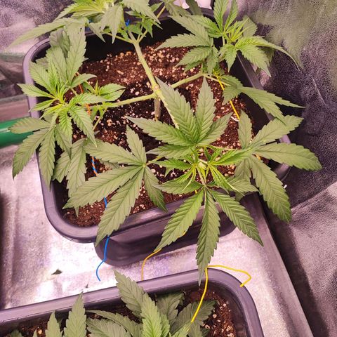 Gorilla Girl #1 growlog timeline photo