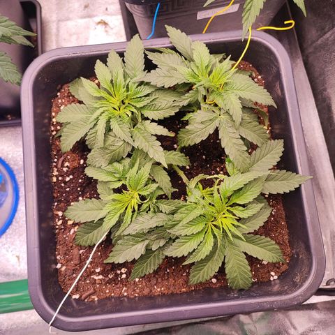 Dos Si Dos 33 #2 growlog timeline photo