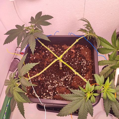 Sensi Purple Kush #1 growlog timeline photo