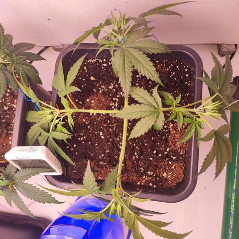 Gorilla Girl #1 growlog timeline photo