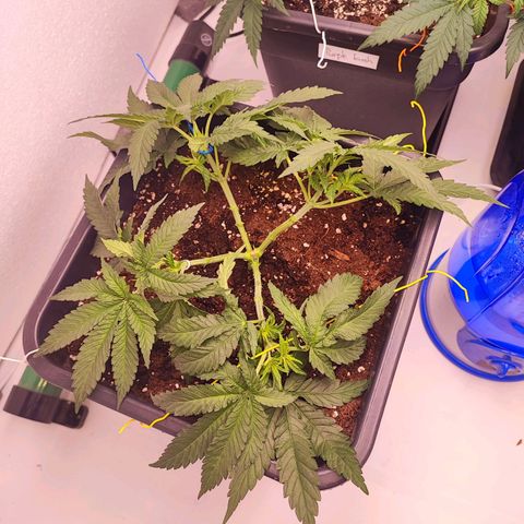 Dos Si Dos 33 #2 growlog timeline photo