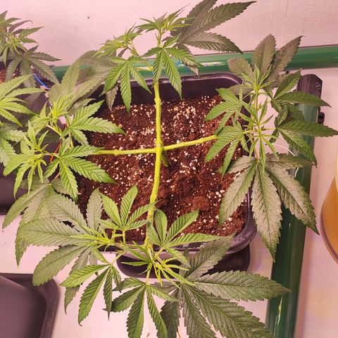 Gorilla Girl #1 growlog timeline photo