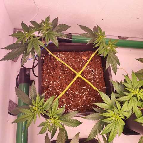 Sensi Purple Kush #1 growlog timeline photo