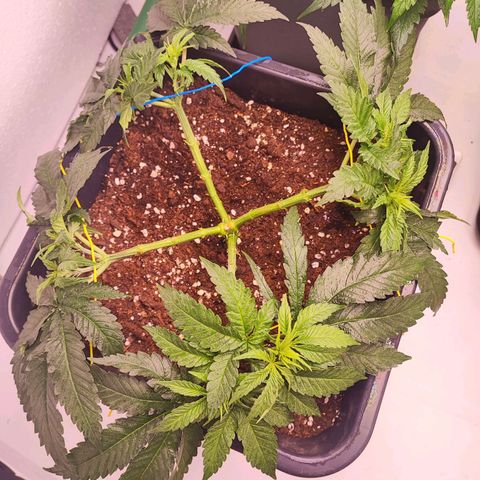 Dos Si Dos 33 #2 growlog timeline photo
