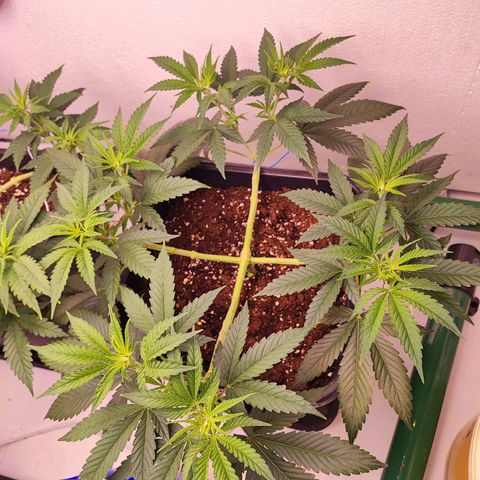 Gorilla Girl #1 growlog timeline photo