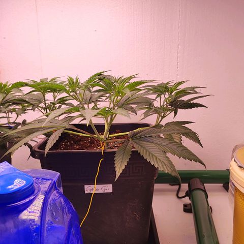 Gorilla Girl #1 growlog timeline photo