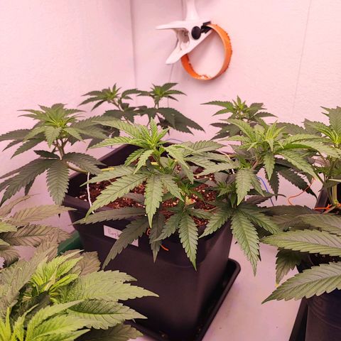 Sensi Purple Kush #1 growlog timeline photo