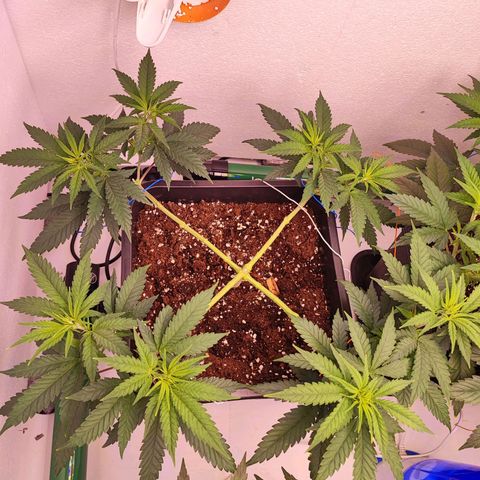 Sensi Purple Kush #1 growlog timeline photo