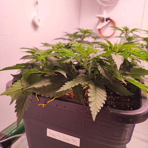 Dos Si Dos 33 #2 growlog timeline photo