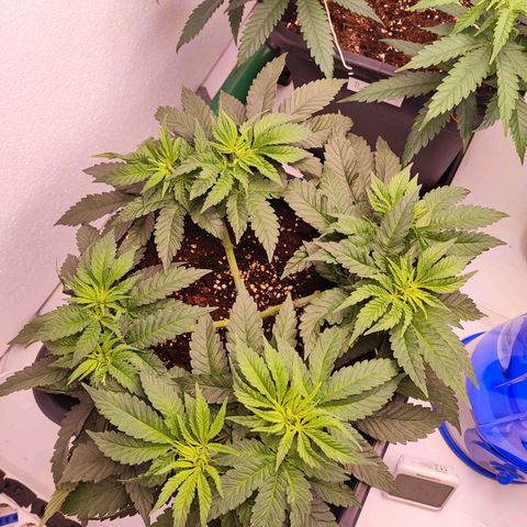 Dos Si Dos 33 #2 growlog timeline photo