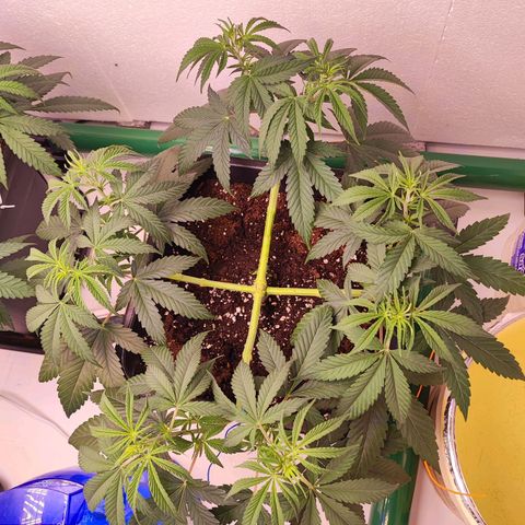 Gorilla Girl #1 growlog timeline photo