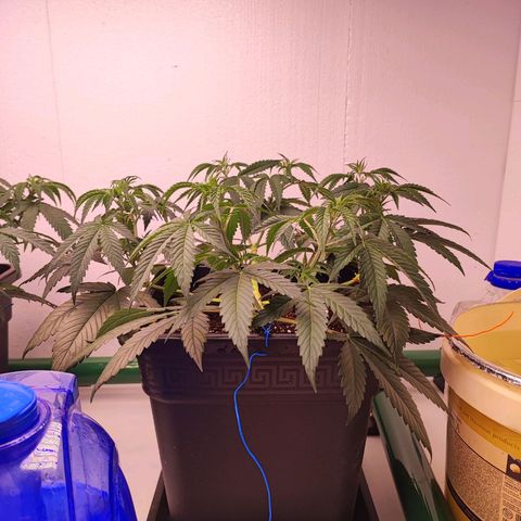 Gorilla Girl #1 growlog timeline photo