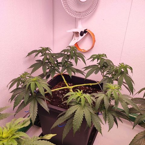 Sensi Purple Kush #1 growlog timeline photo