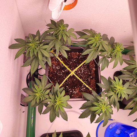 Sensi Purple Kush #1 growlog timeline photo